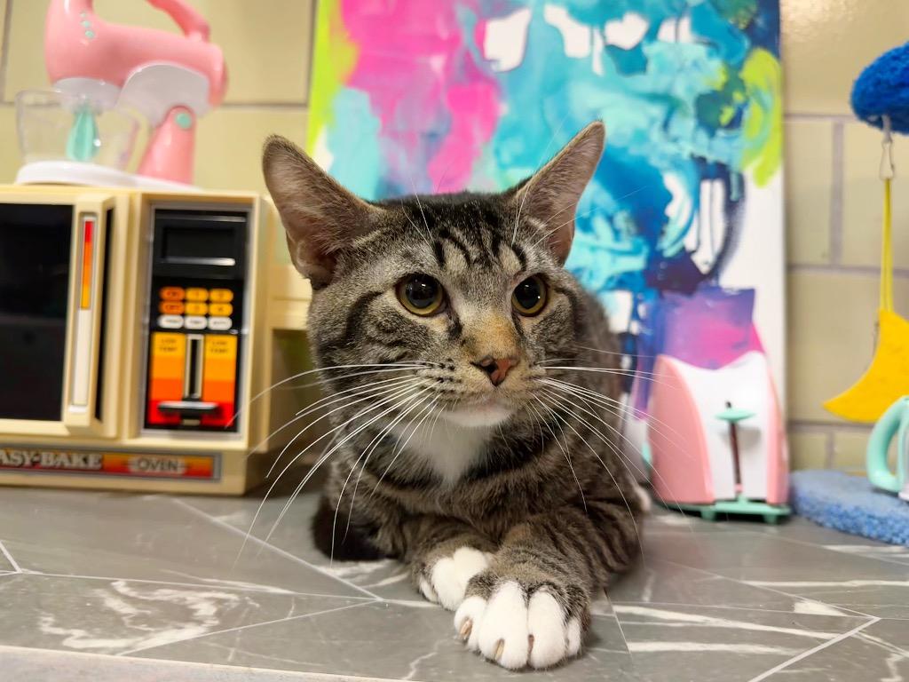 Enlarge Oven, a Adoptable mixed breed in Effingham, IL image 2/3