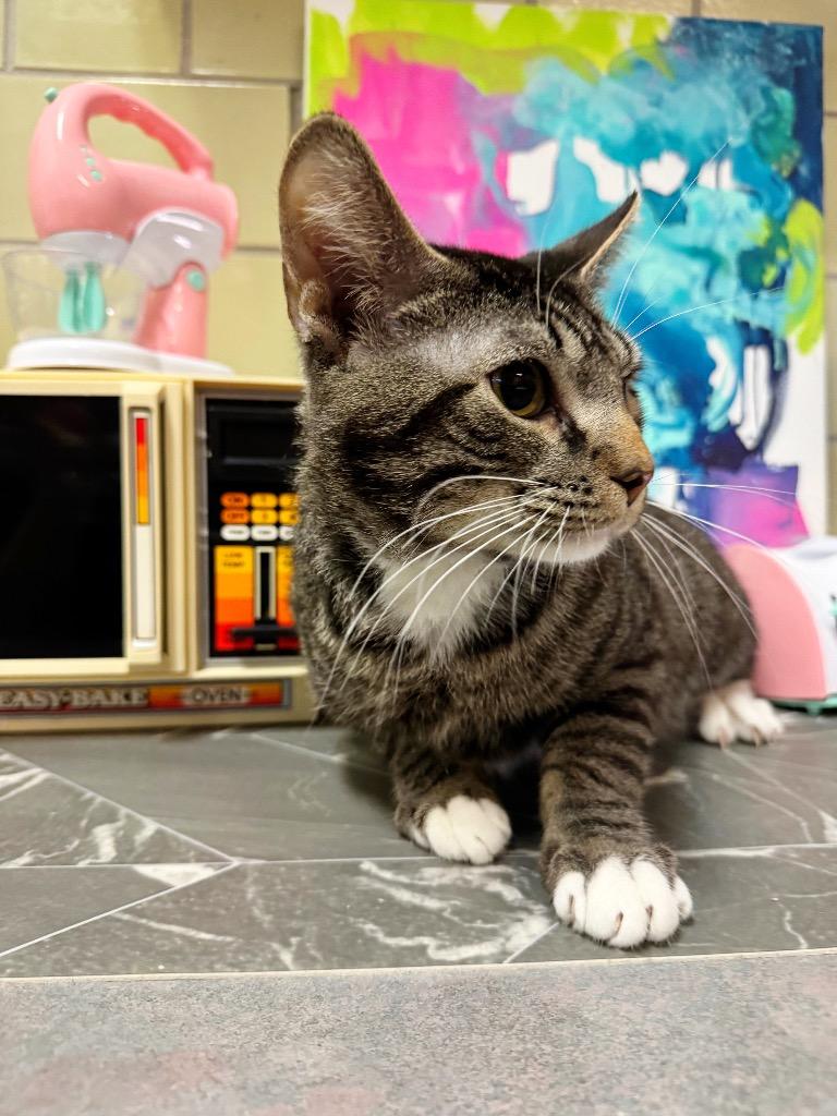 Enlarge Oven, a Adoptable mixed breed in Effingham, IL image 3/3