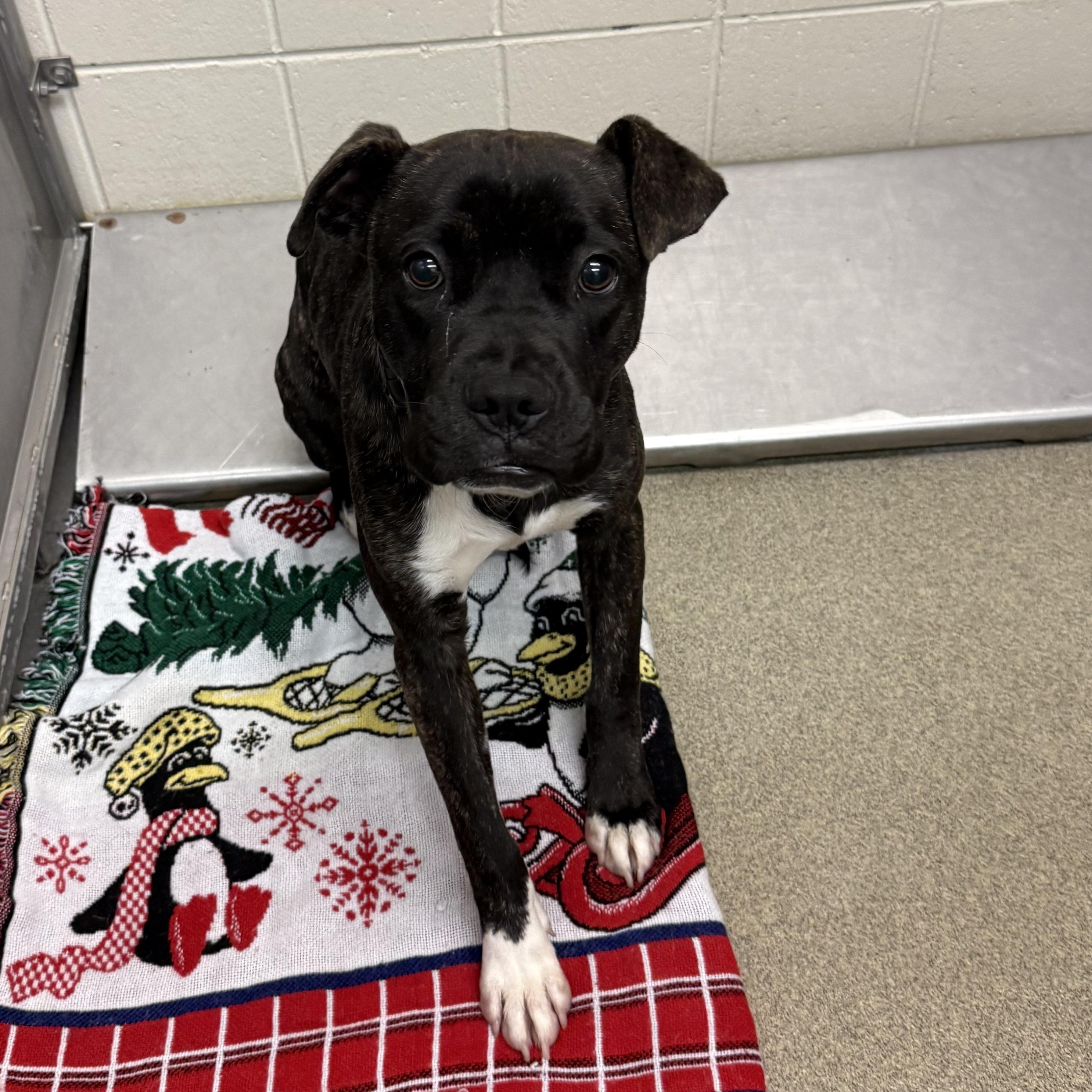 Jett, Adoptable, Adult Male Pit Bull Terrier.