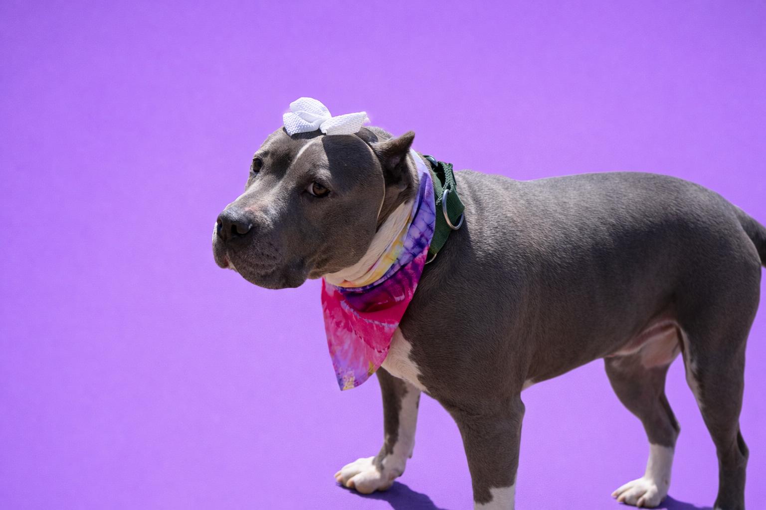 Enlarge Jade, a Adoptable Pit Bull Terrier in Scottsville, KY image 4/5