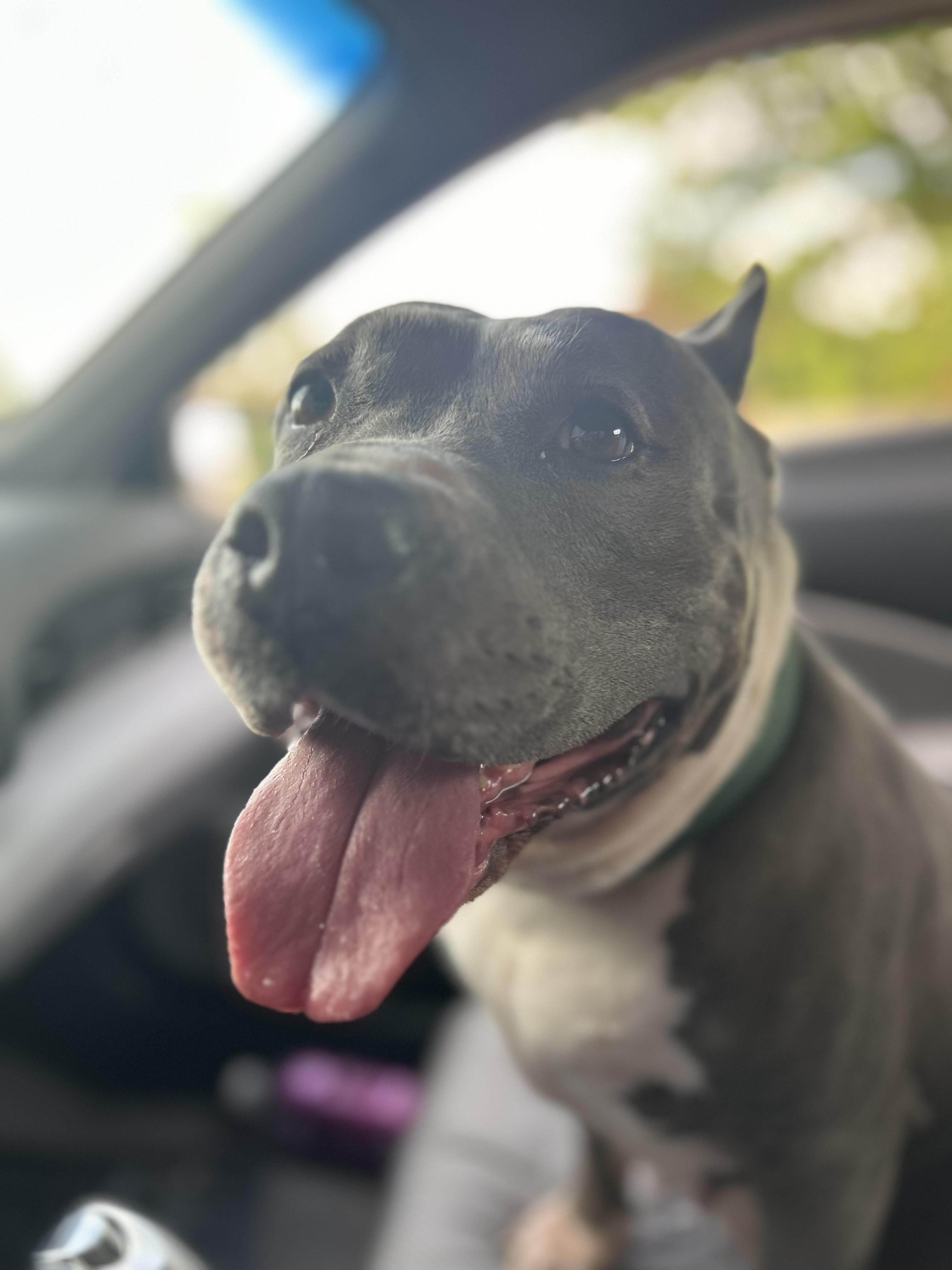 Jade, Adoptable, Adult Female Pit Bull Terrier.