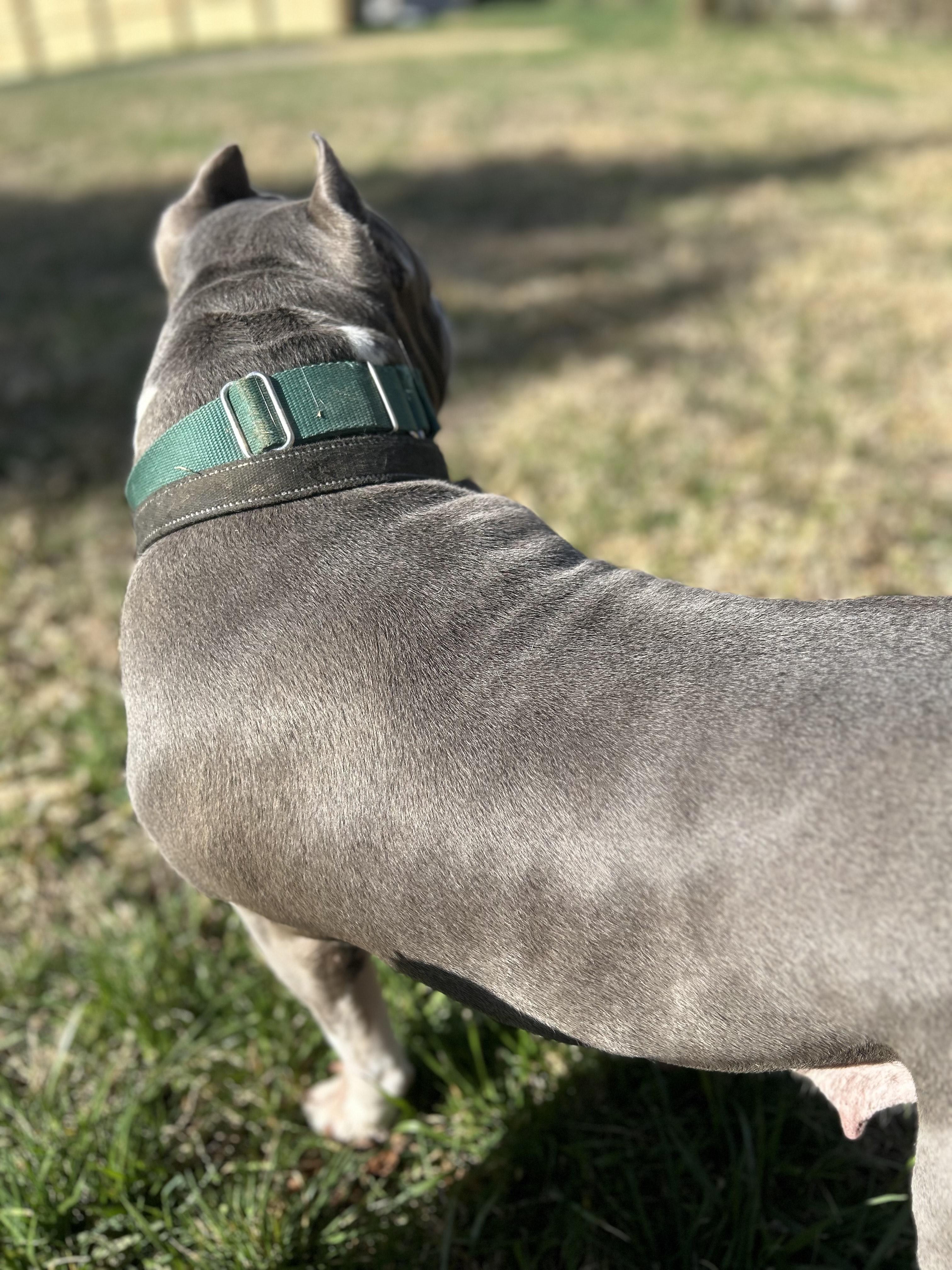 Jade, a Adoptable Pit Bull Terrier in Scottsville, KY image 2/5