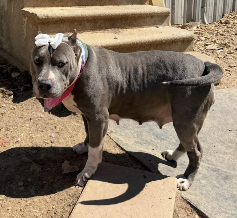 Enlarge Jade, a Adoptable Pit Bull Terrier in Scottsville, KY image 5/5