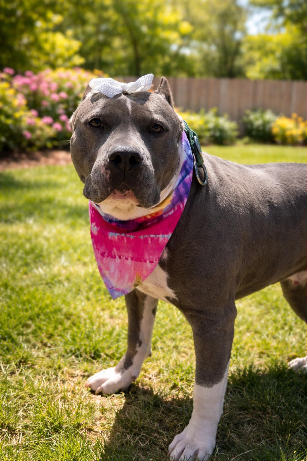 Jade, Adoptable, Adult Female Pit Bull Terrier.
