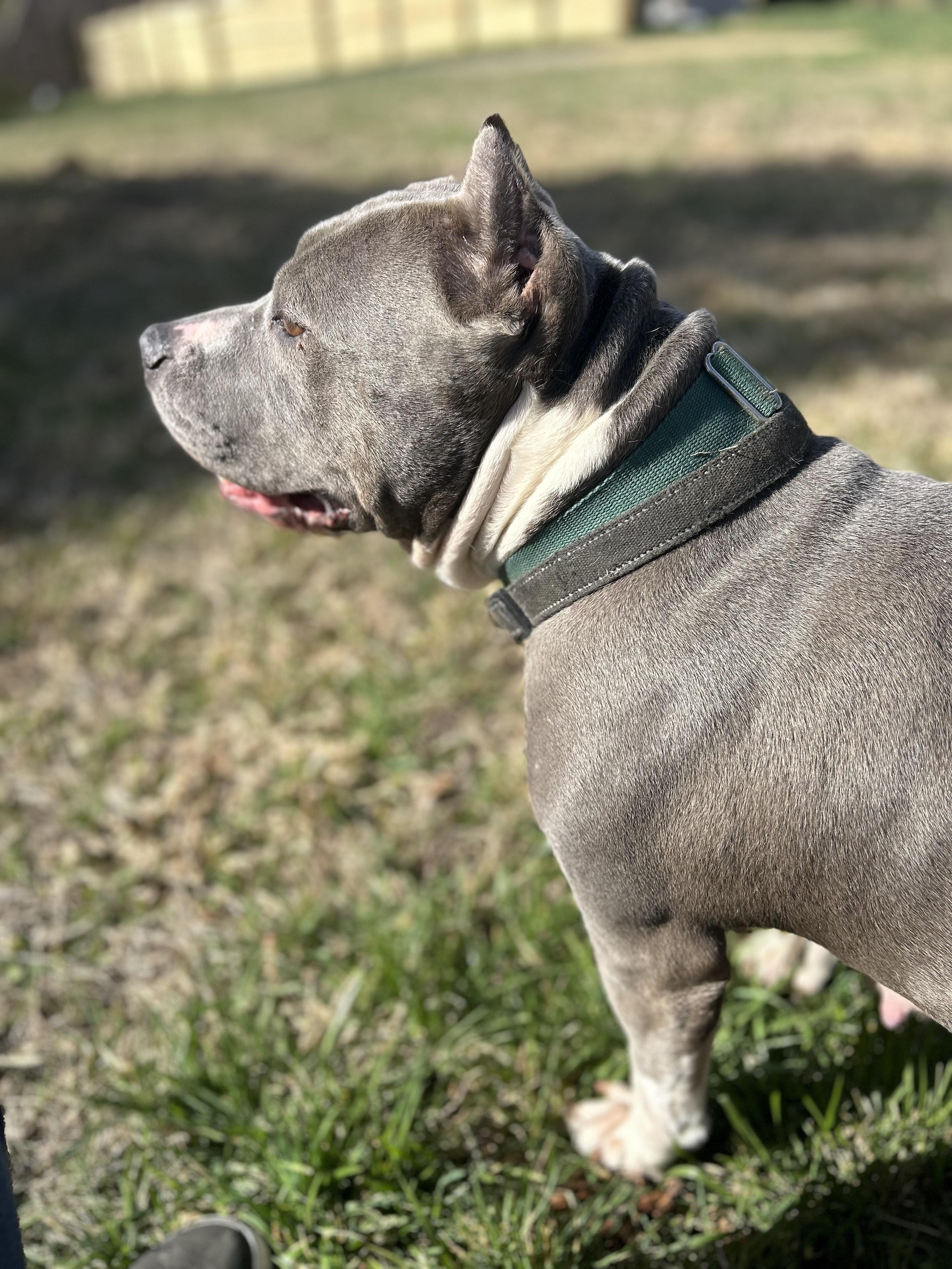 Jade, a Adoptable Pit Bull Terrier in Scottsville, KY image 3/5