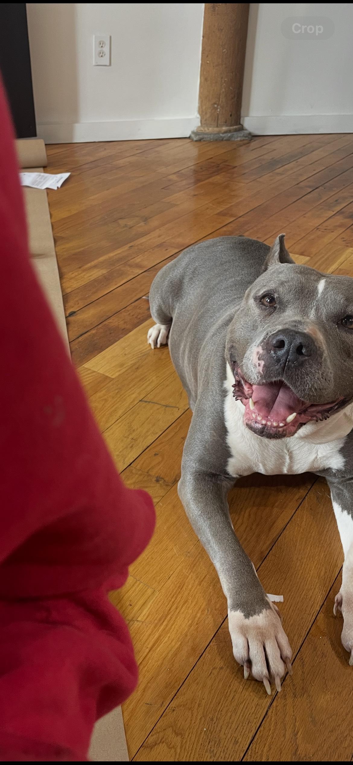 Jade, a Adoptable Pit Bull Terrier in Scottsville, KY image 4/5