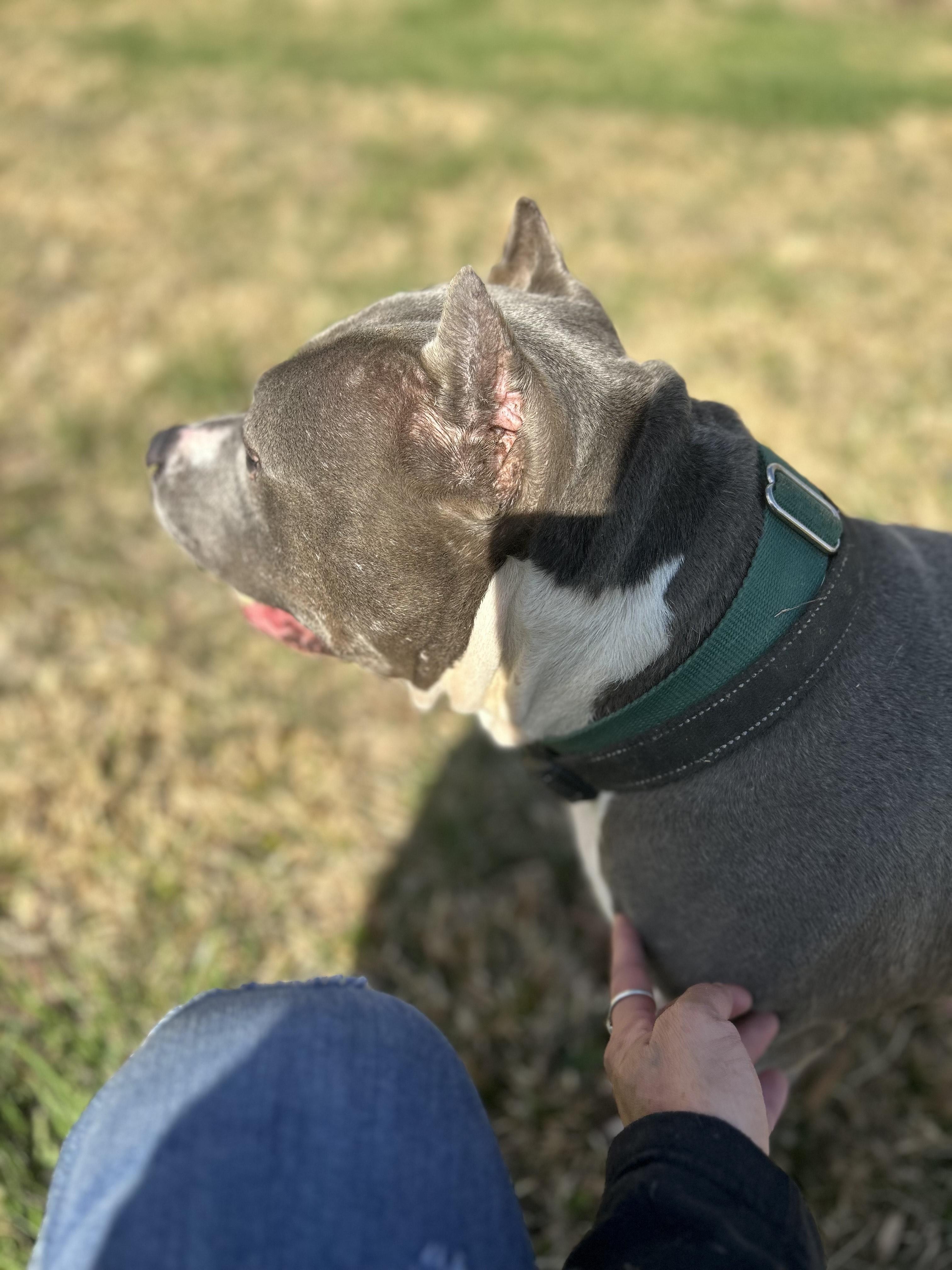 Jade, a Adoptable Pit Bull Terrier in Scottsville, KY image 5/5