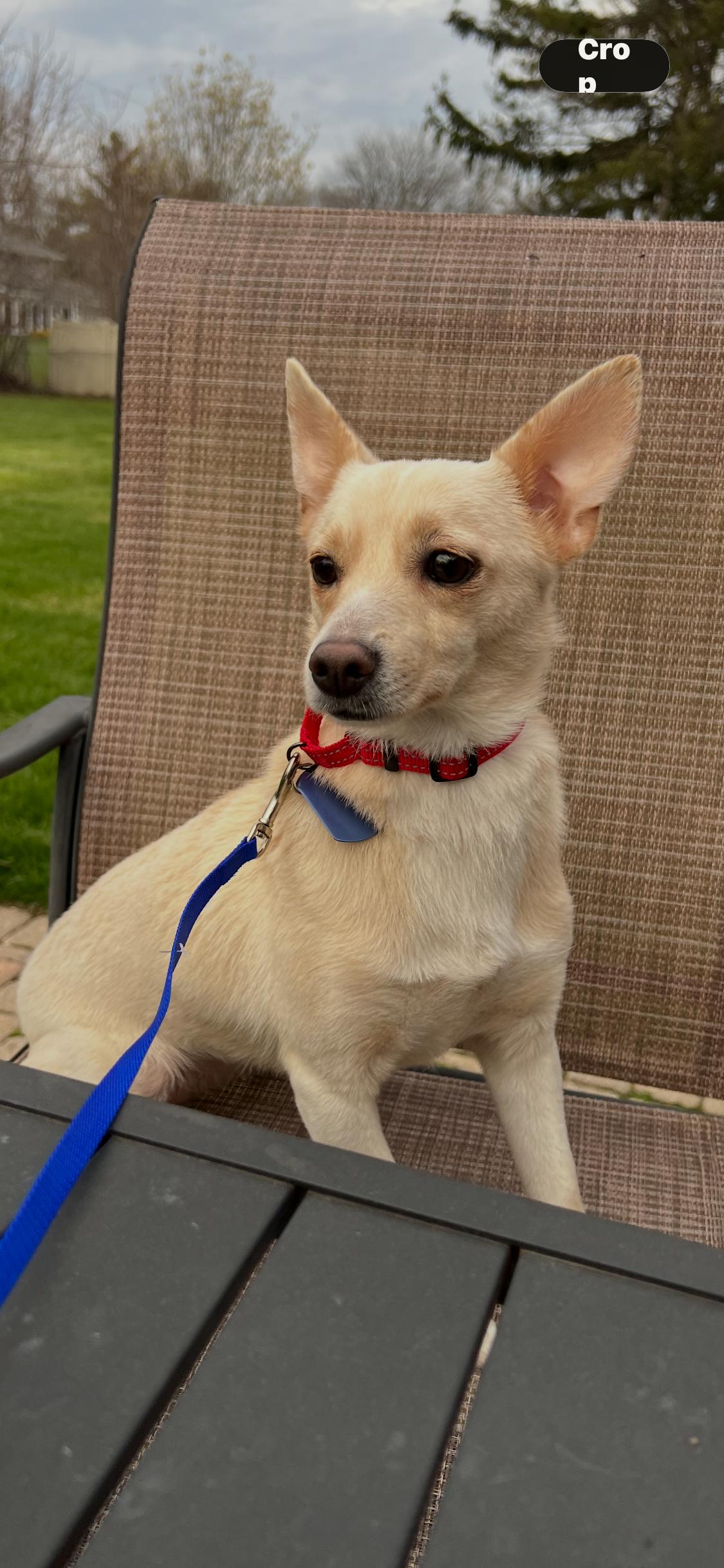 Enlarge Poppi, an adopted mixed breed in Armada, MI image 3/3