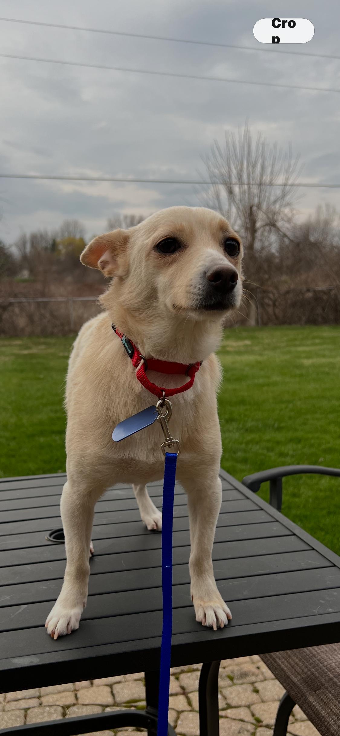 Enlarge Poppi, an adopted mixed breed in Armada, MI image 1/3