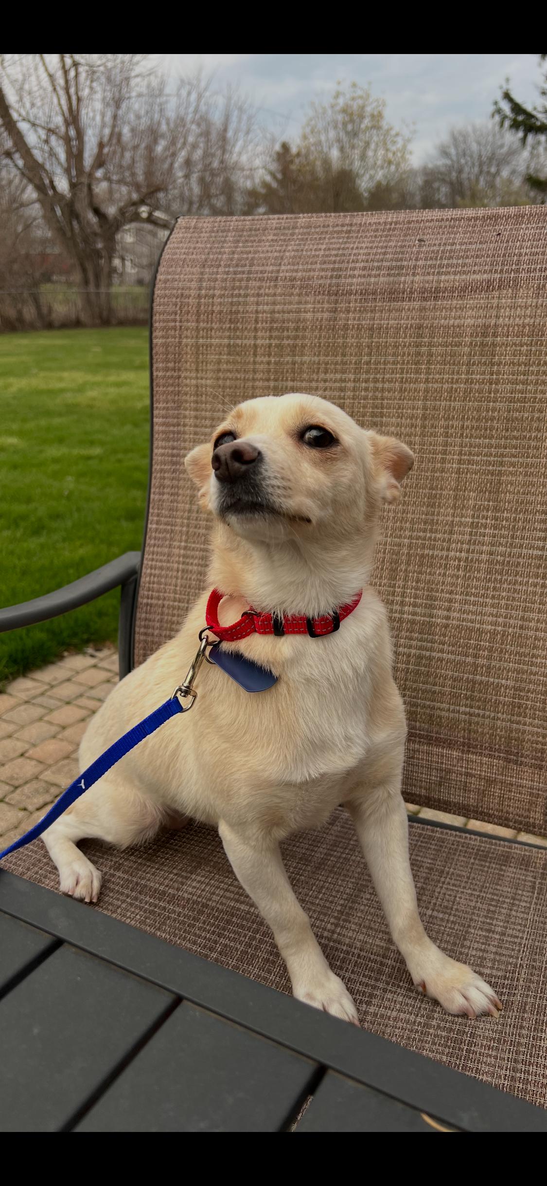 Enlarge Poppi, an adopted mixed breed in Armada, MI image 2/3