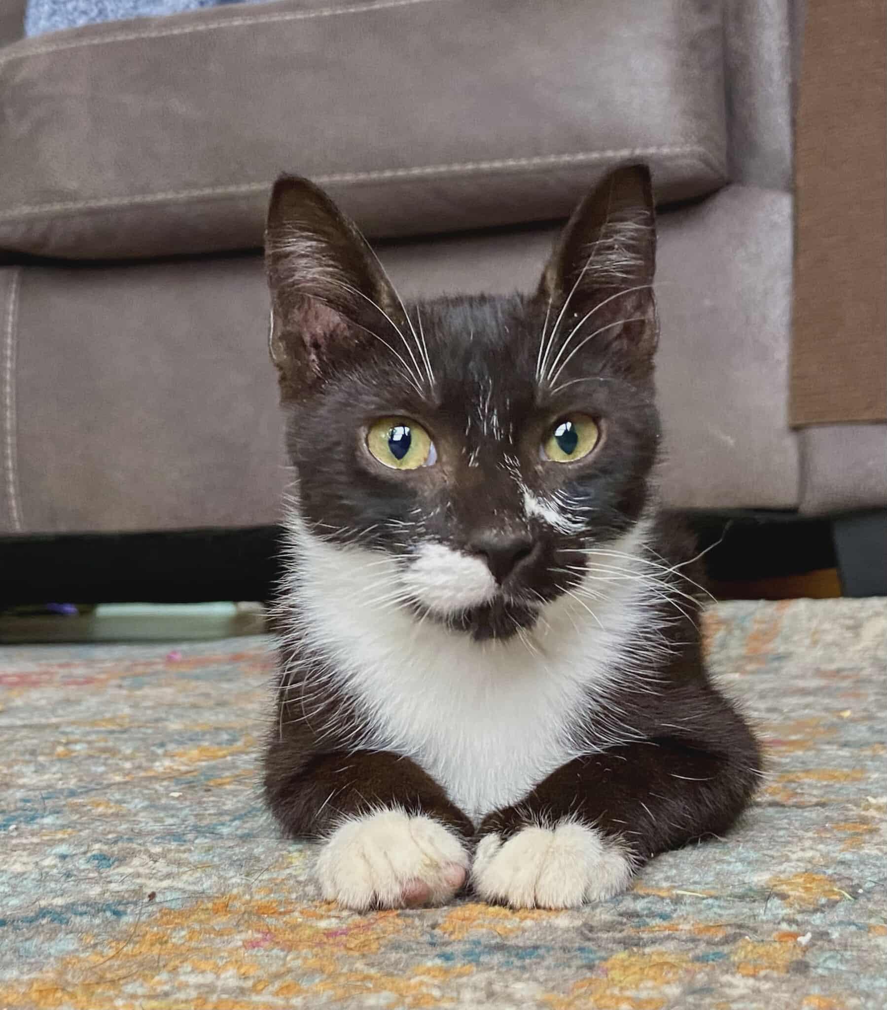 Enlarge Lurch, a Adoptable mixed breed in Lakeland, FL image 1/4