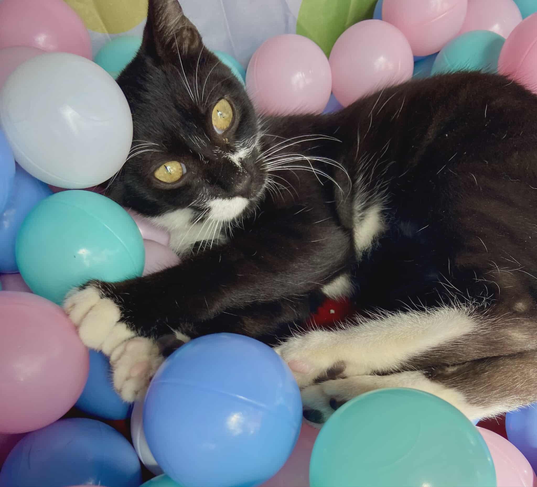 Enlarge Lurch, a Adoptable mixed breed in Lakeland, FL image 2/4