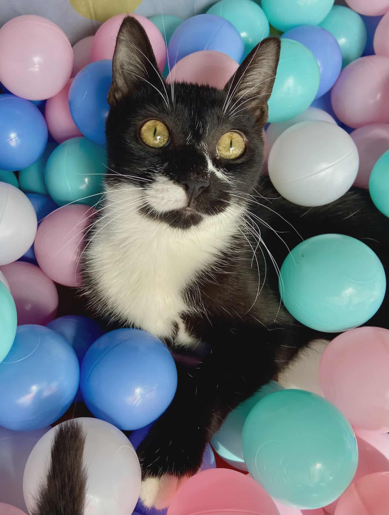 Enlarge Lurch, a Adoptable mixed breed in Lakeland, FL image 3/4