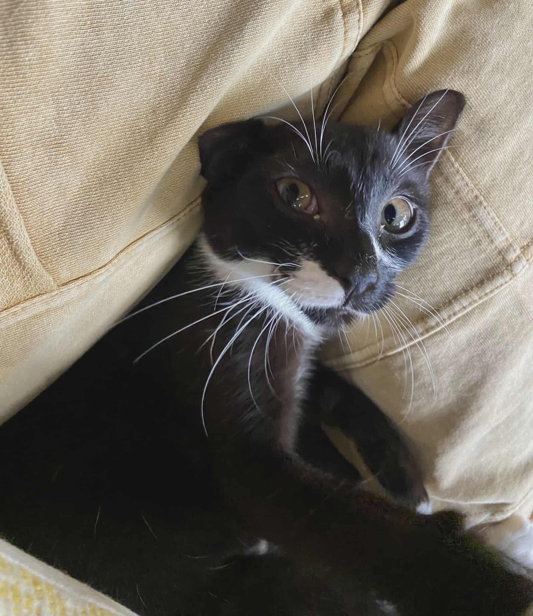 Lurch, Adoptable, Young Male American Shorthair.