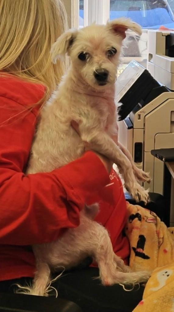 Enlarge Dallas, a Adoptable mixed breed in Albany, GA image 3/4