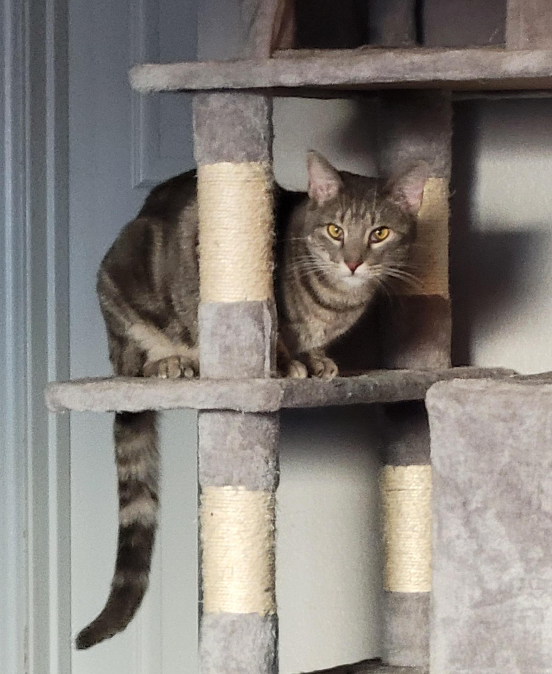 Enlarge Rosemary, a Adoptable Domestic Short Hair in Fort Worth, TX image 2/3