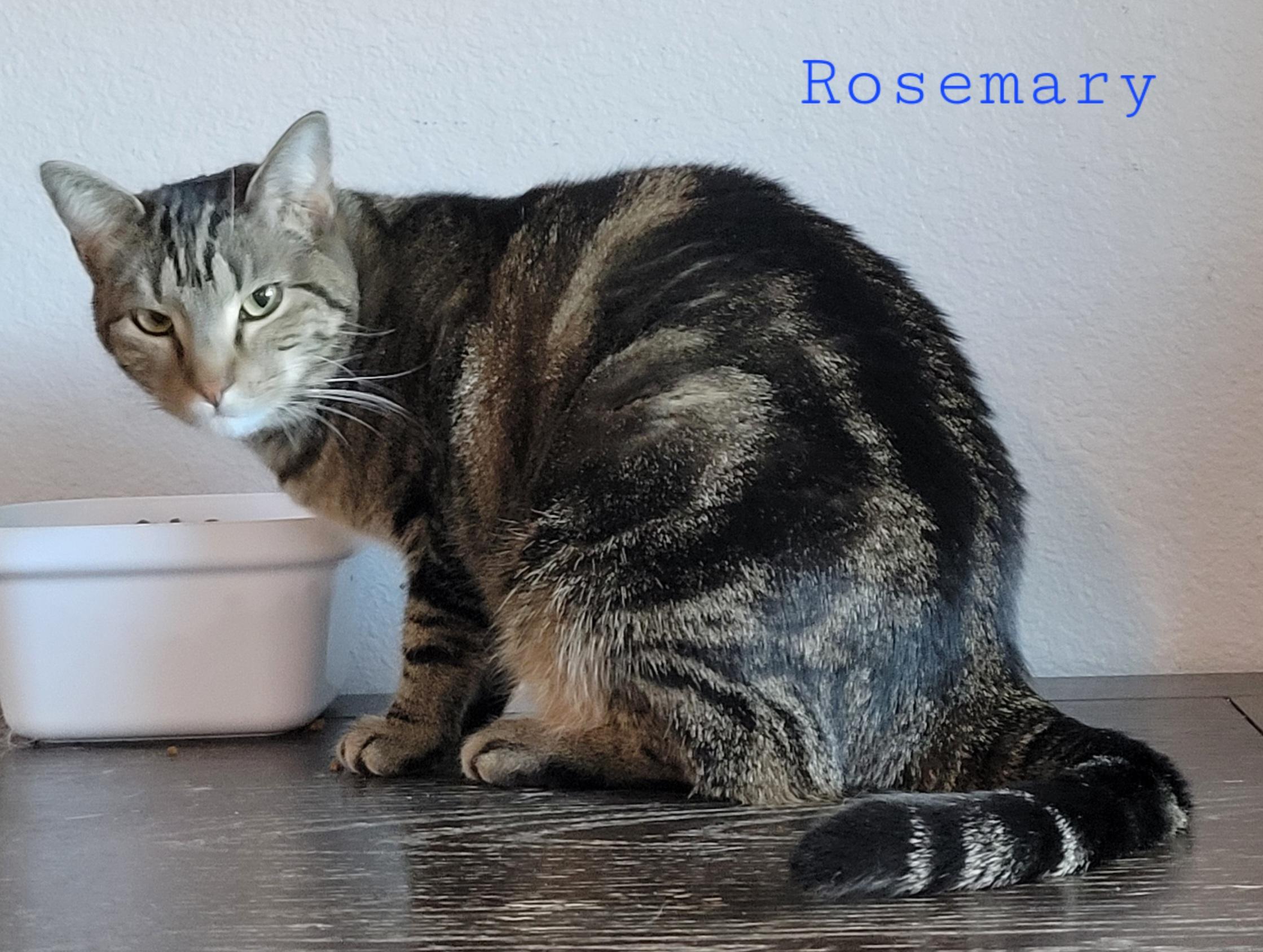 Enlarge Rosemary, a Adoptable Domestic Short Hair in Fort Worth, TX image 1/3