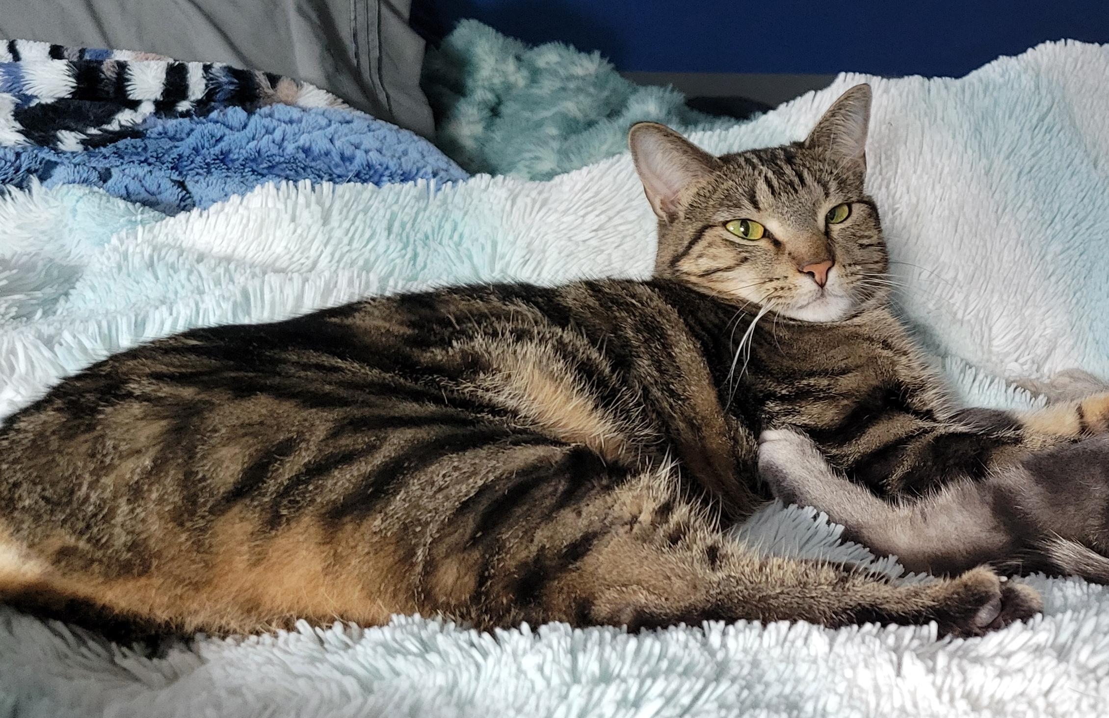 Rosemary, a Adoptable Domestic Short Hair in Fort Worth, TX image 4/6