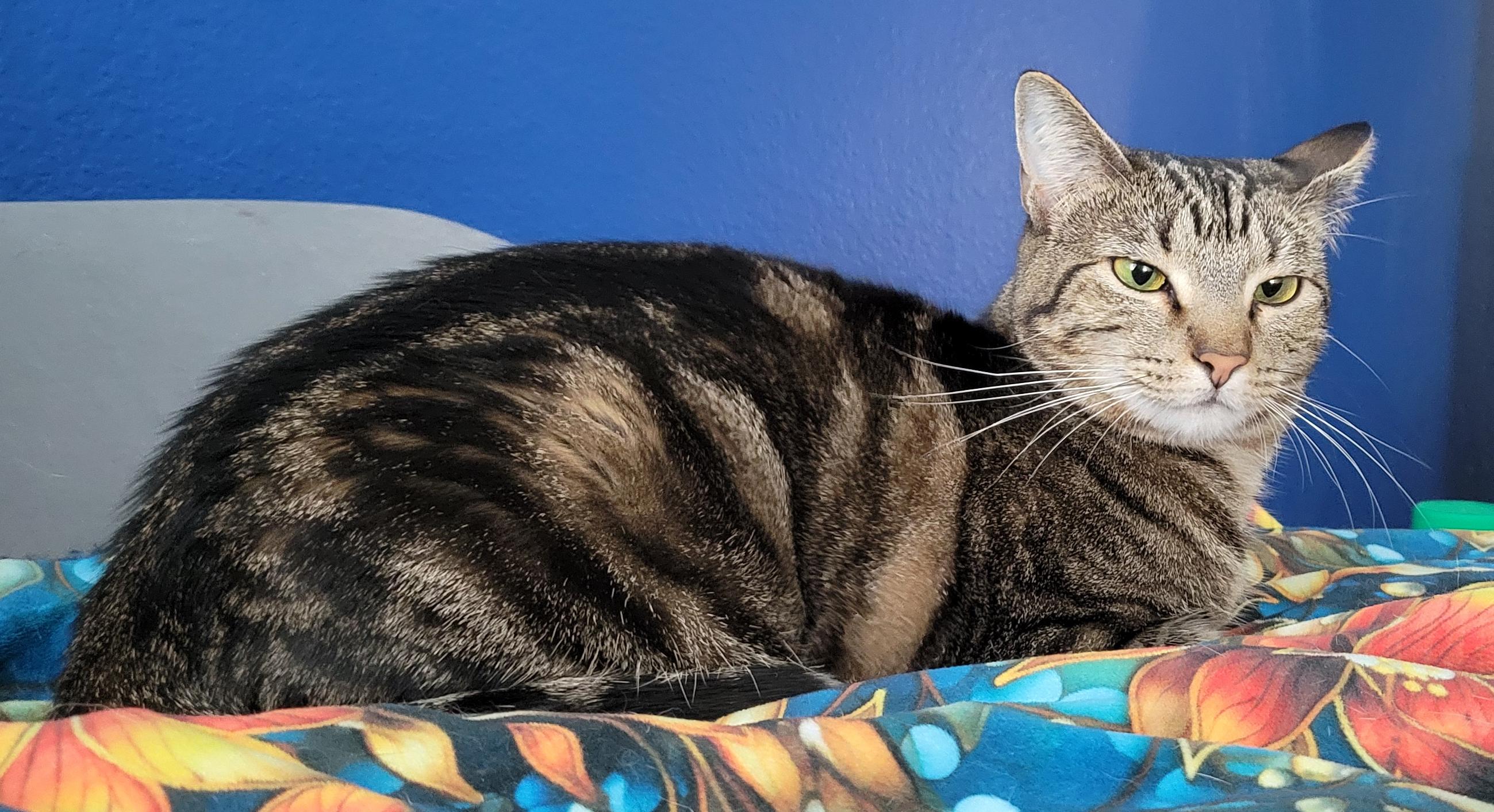 Rosemary, a Adoptable Domestic Short Hair in Fort Worth, TX image 2/6