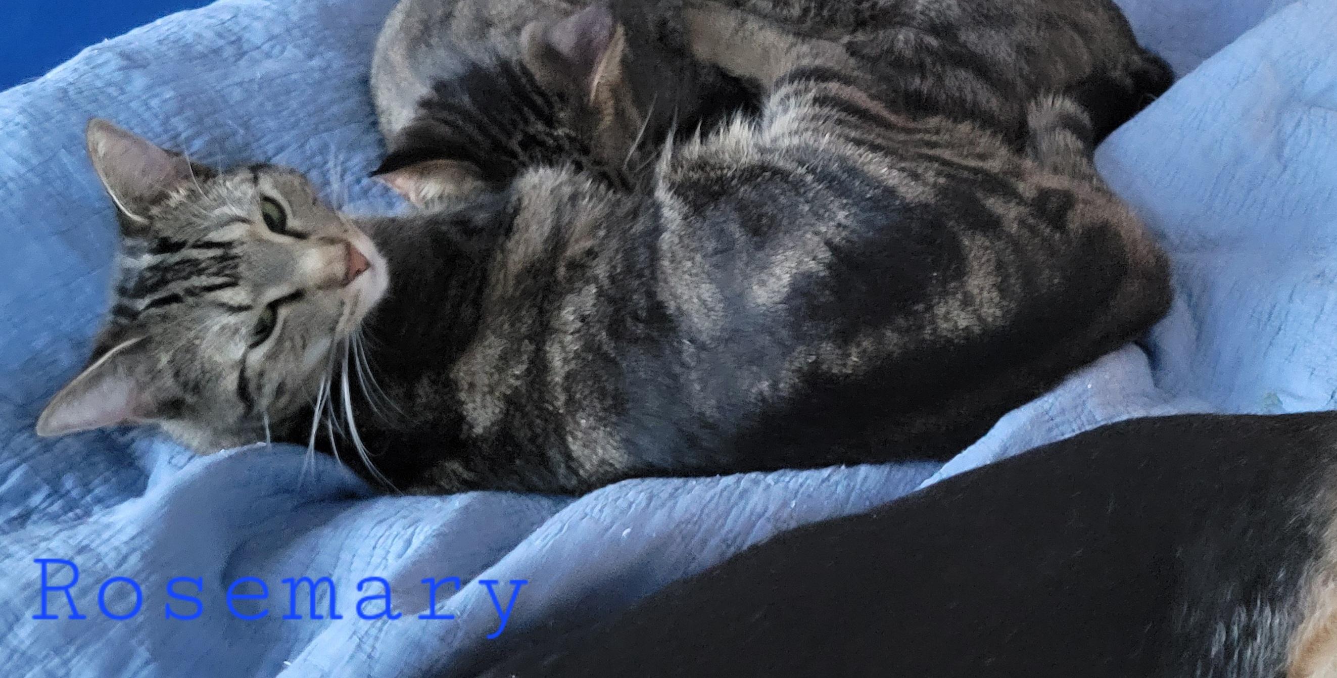 Enlarge Rosemary, a Adoptable Domestic Short Hair in Fort Worth, TX image 3/3