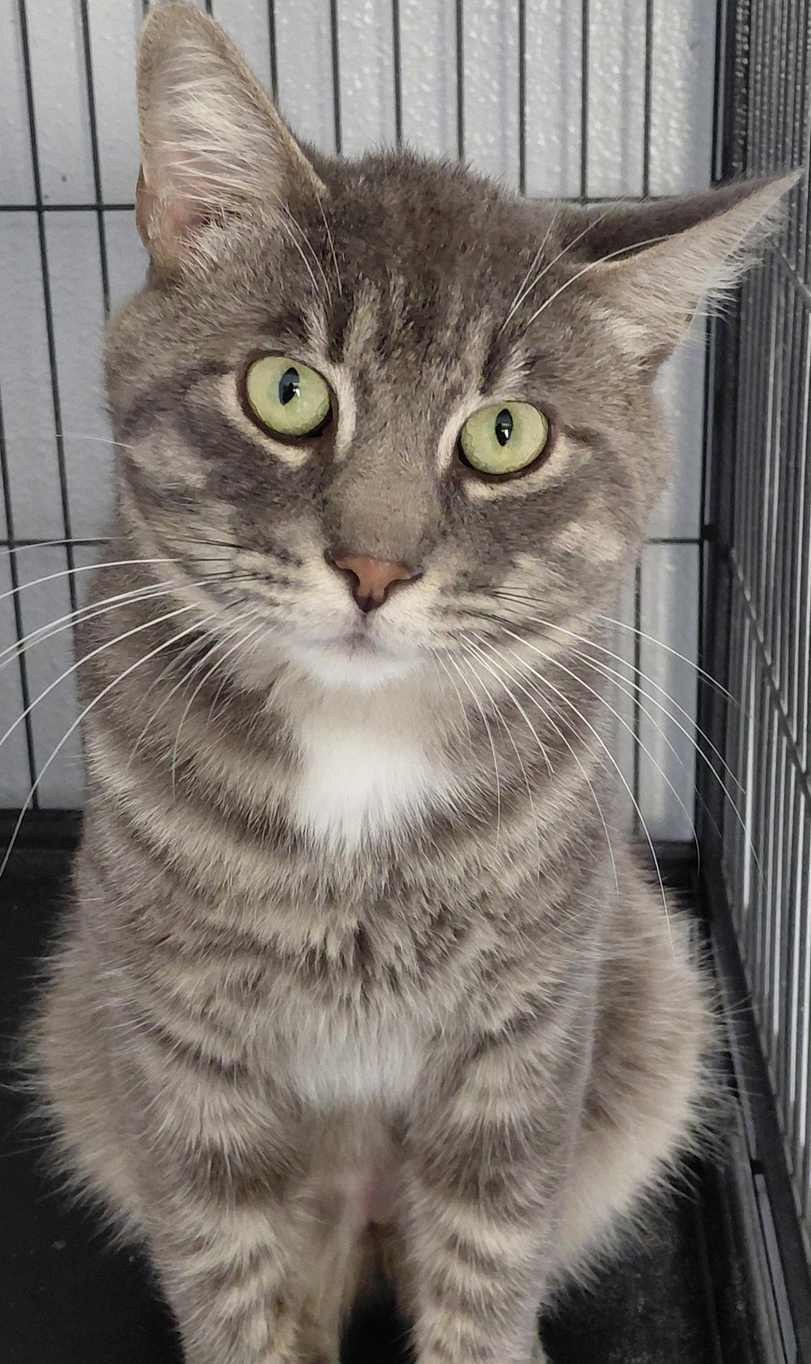 Levi @ The Cat's Brew, Adopted, Adult Male Domestic Medium Hair.