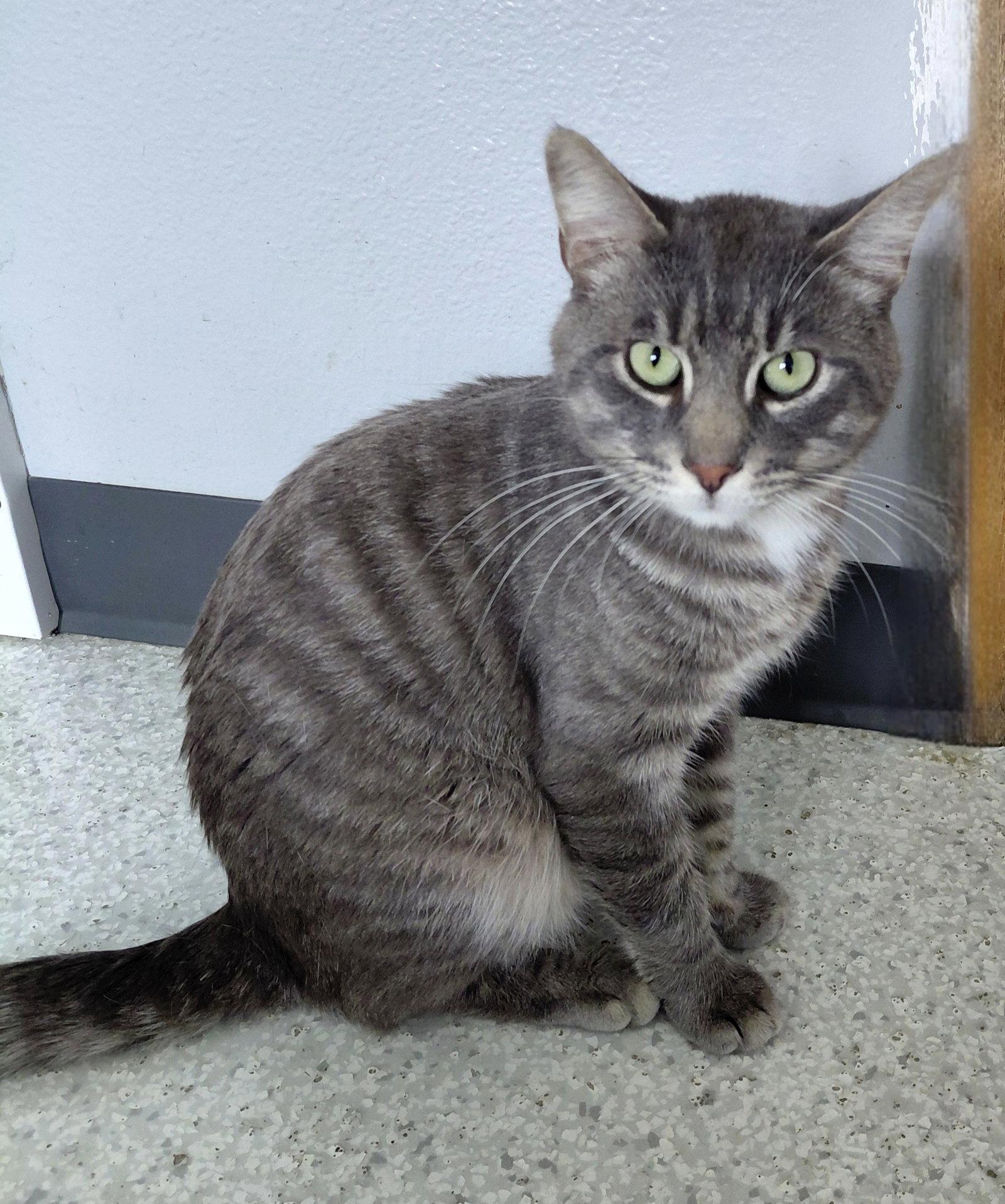 Enlarge Levi @ The Cat's Brew, a Adopted Domestic Medium Hair in Montello, WI image 2/3