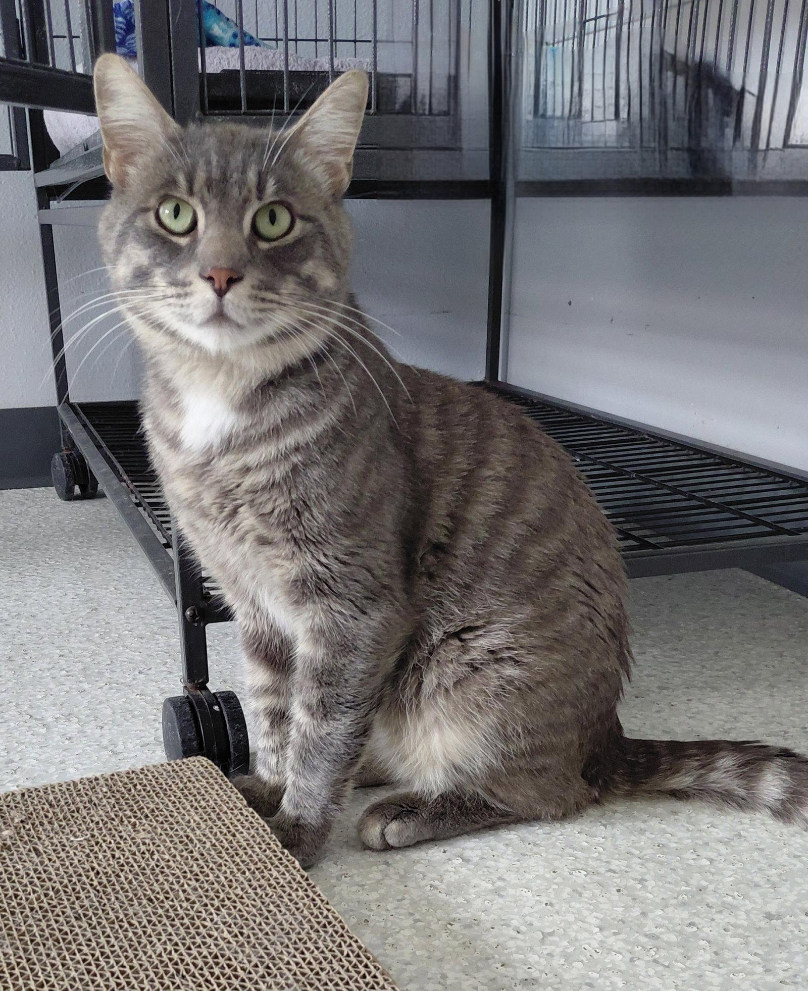 Enlarge Levi @ The Cat's Brew, a Adopted Domestic Medium Hair in Montello, WI image 3/3