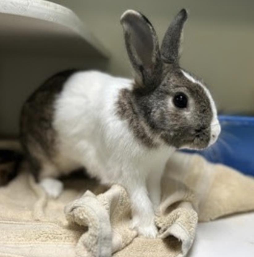 Diglett, Adoptable, Young Male Dutch.