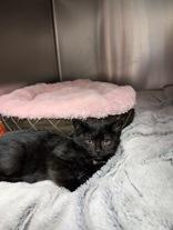 Bertha, an adopted Domestic Short Hair in Whitby, ON image 1/3