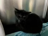 Bertha, an adopted Domestic Short Hair in Whitby, ON image 2/3