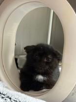 Bertha, an adopted Domestic Short Hair in Whitby, ON image 3/3