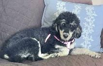 Diamond, Adopted, Young Female Poodle.