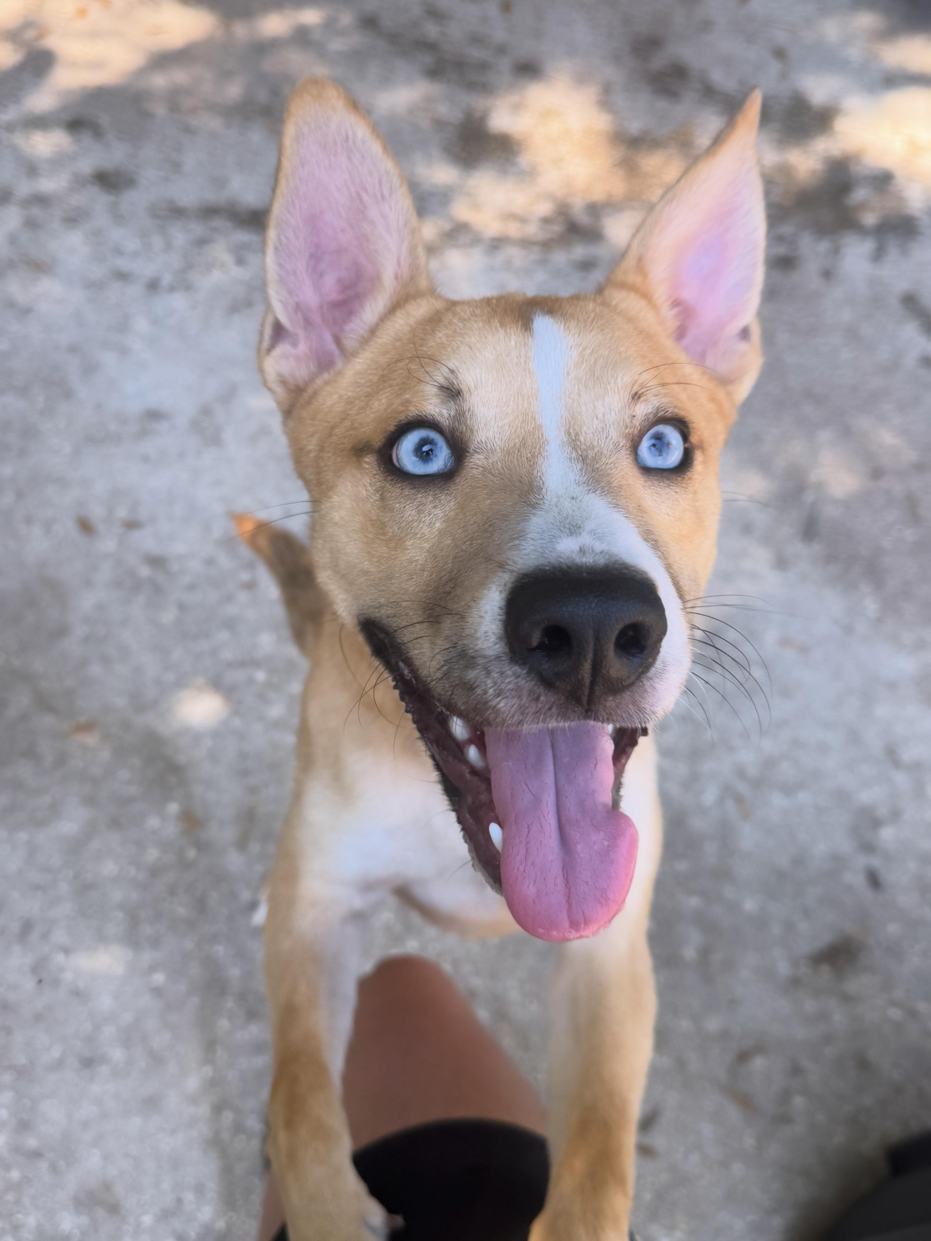 Robin Hood , a ADOPTABLE mixed breed in Navarre, FL image 3/4