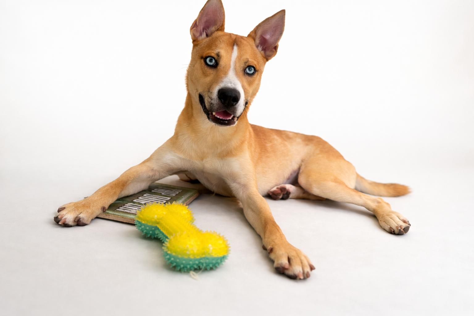 Robin Hood , ADOPTABLE, Young Male Basenji & Australian Cattle Dog / Blue Heeler.