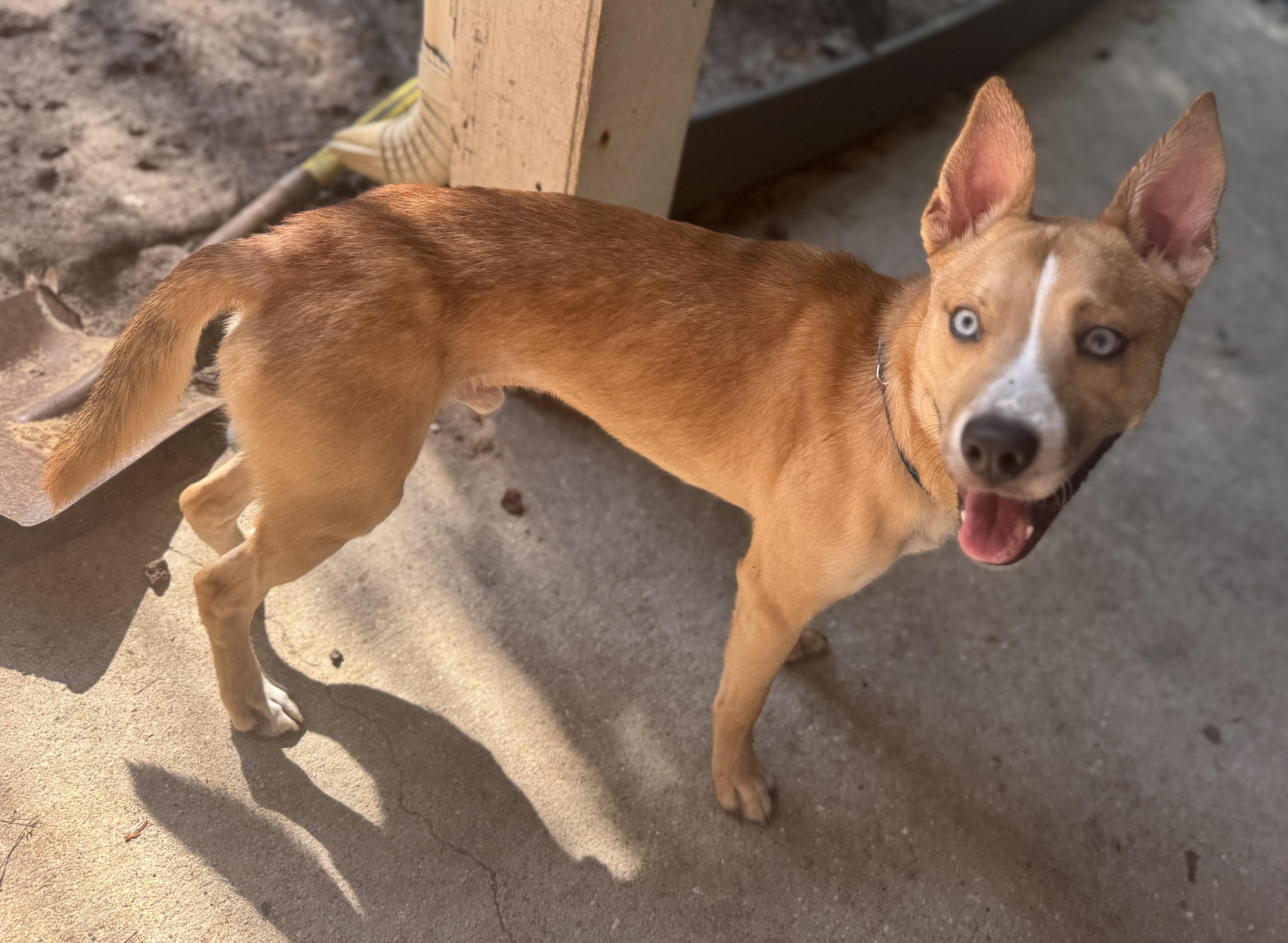 Robin Hood , a ADOPTABLE mixed breed in Navarre, FL image 4/4