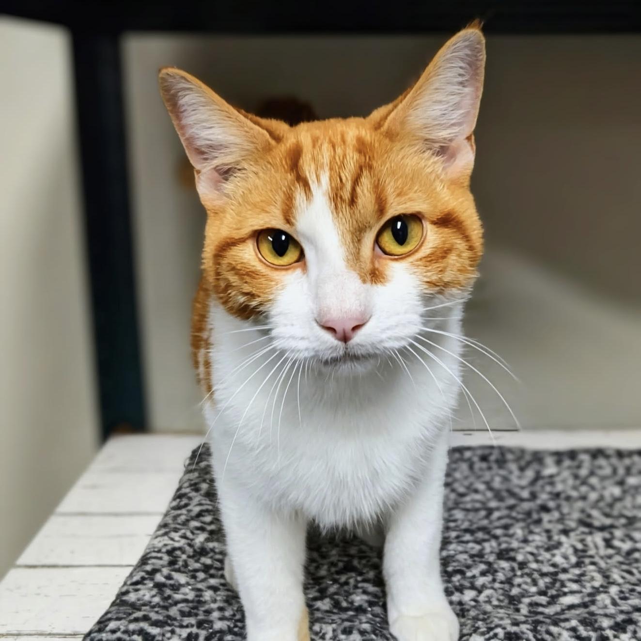 Enlarge Jonas, a Adoptable Domestic Short Hair in Bentonville, AR image 1/1