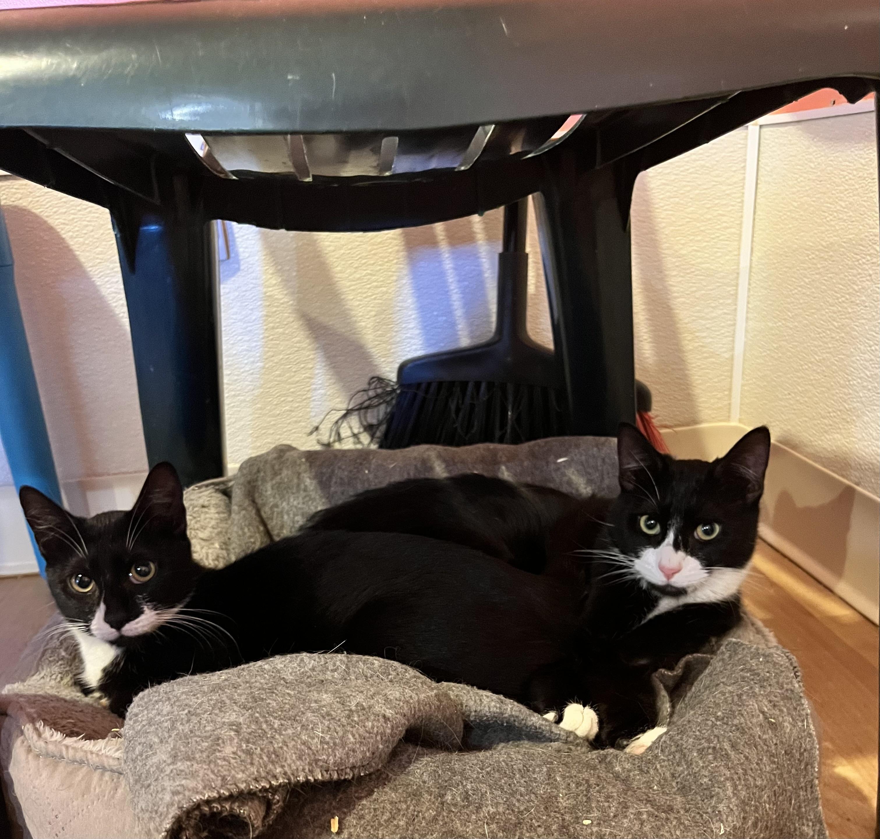 Dice and Dottie, Adoptable, Young Male Domestic Short Hair.