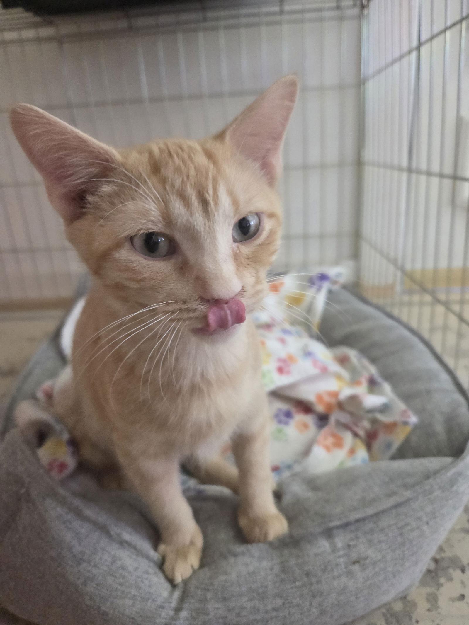 Enlarge Miles, a Adoptable Tabby in Flint Hill, VA image 1/3