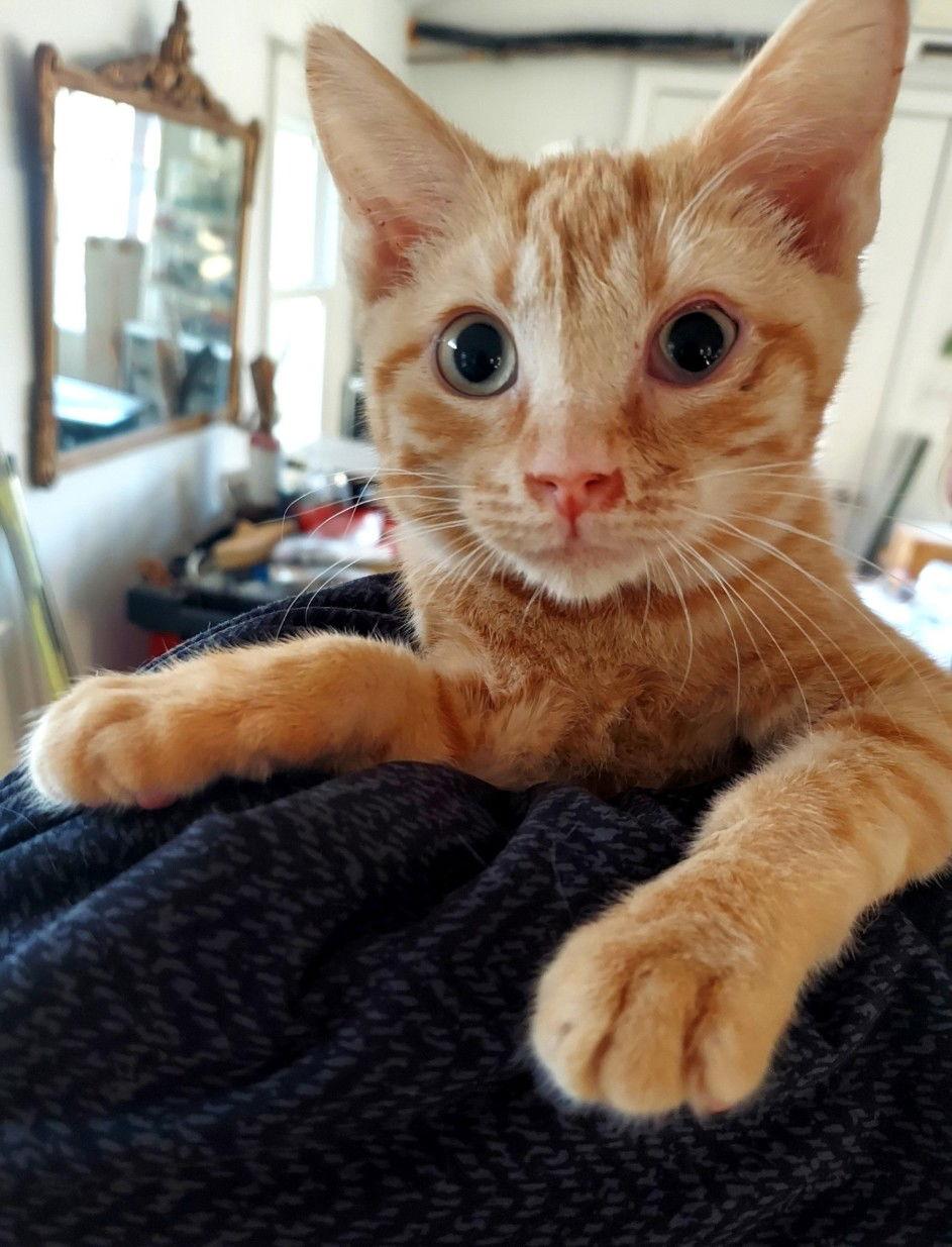 Enlarge Miles, a Adoptable Tabby in Flint Hill, VA image 2/3