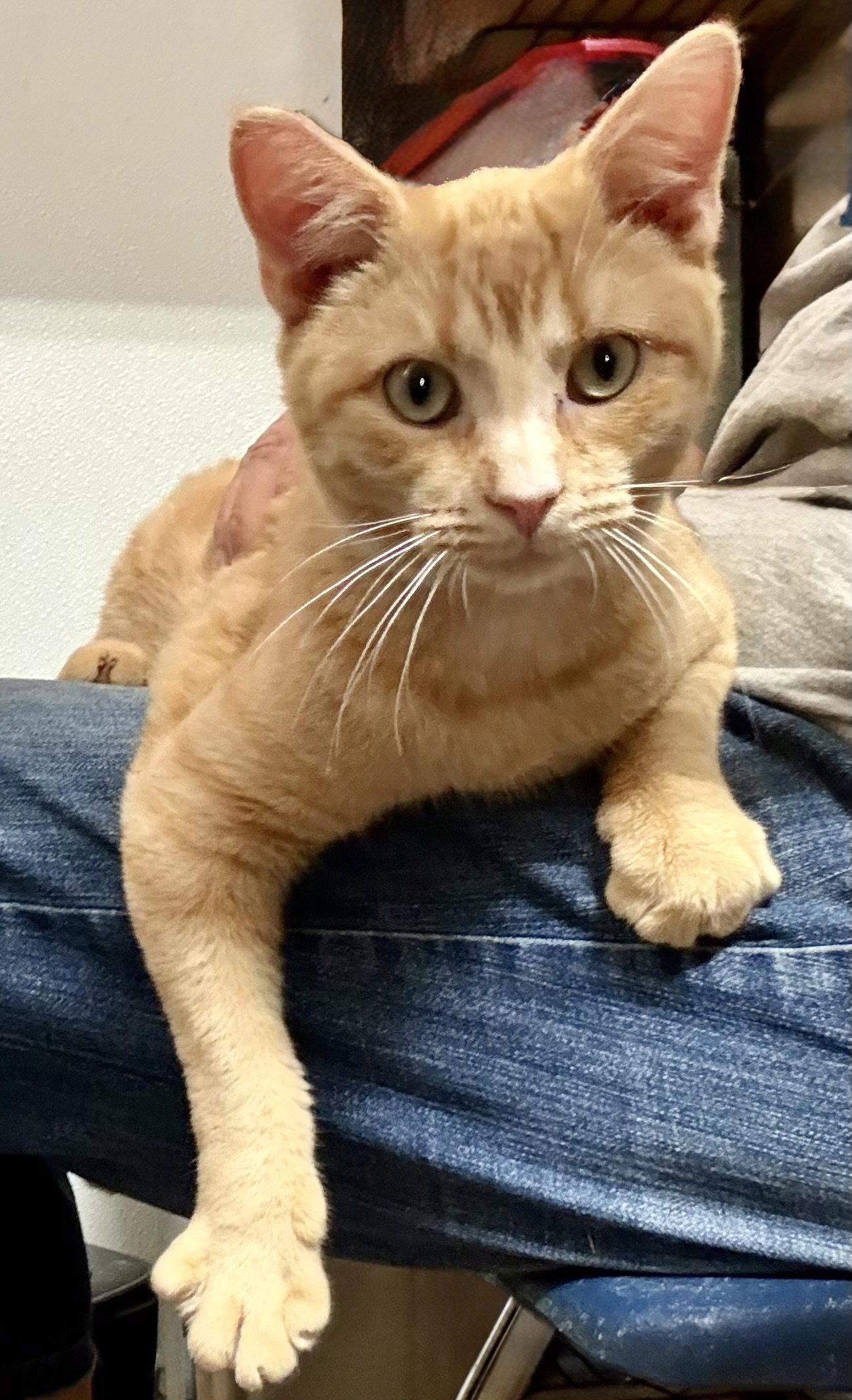 Enlarge Miles, a Adoptable Tabby in Flint Hill, VA image 1/3