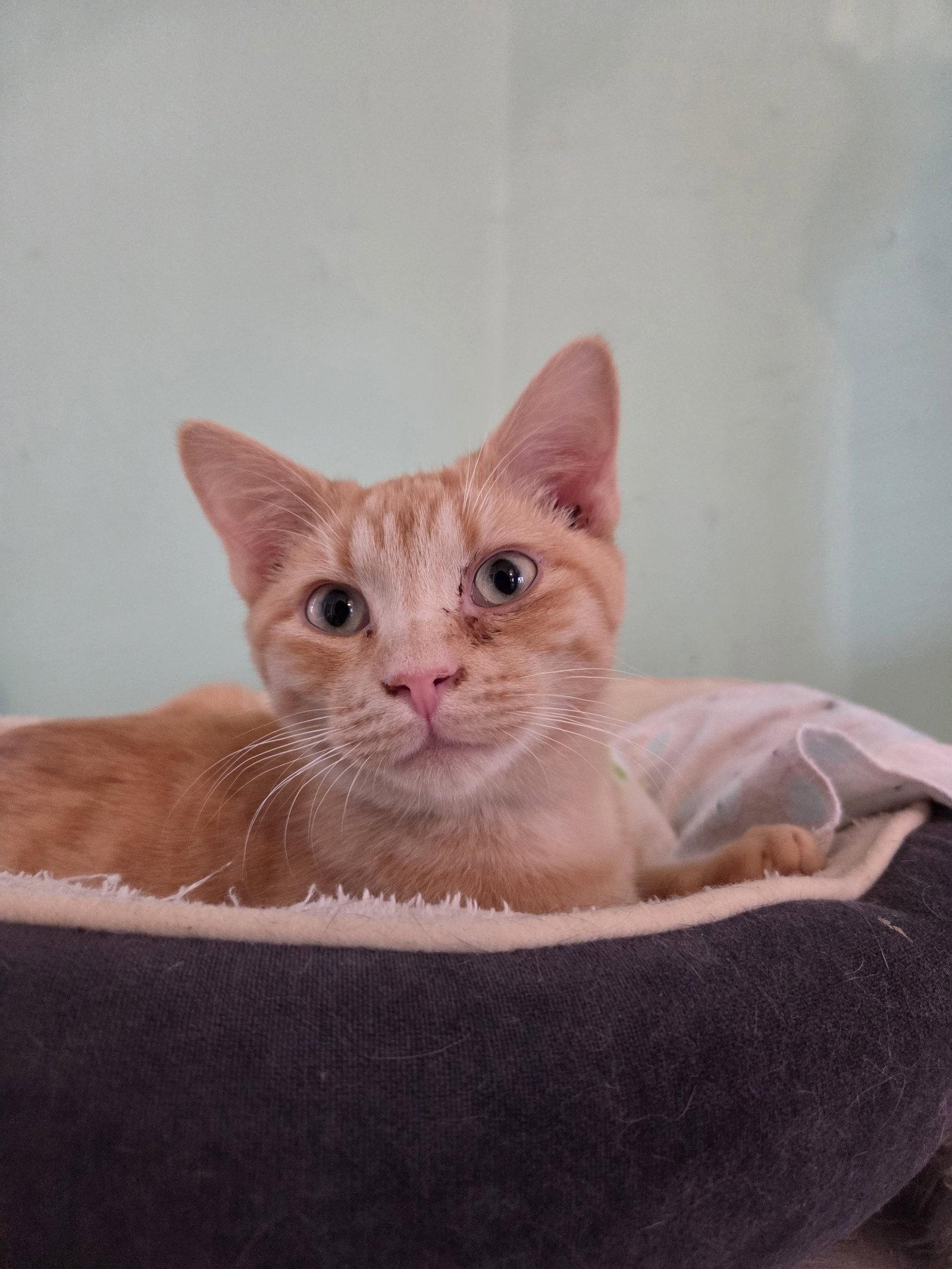 Enlarge Miles, a Adoptable Tabby in Flint Hill, VA image 3/3