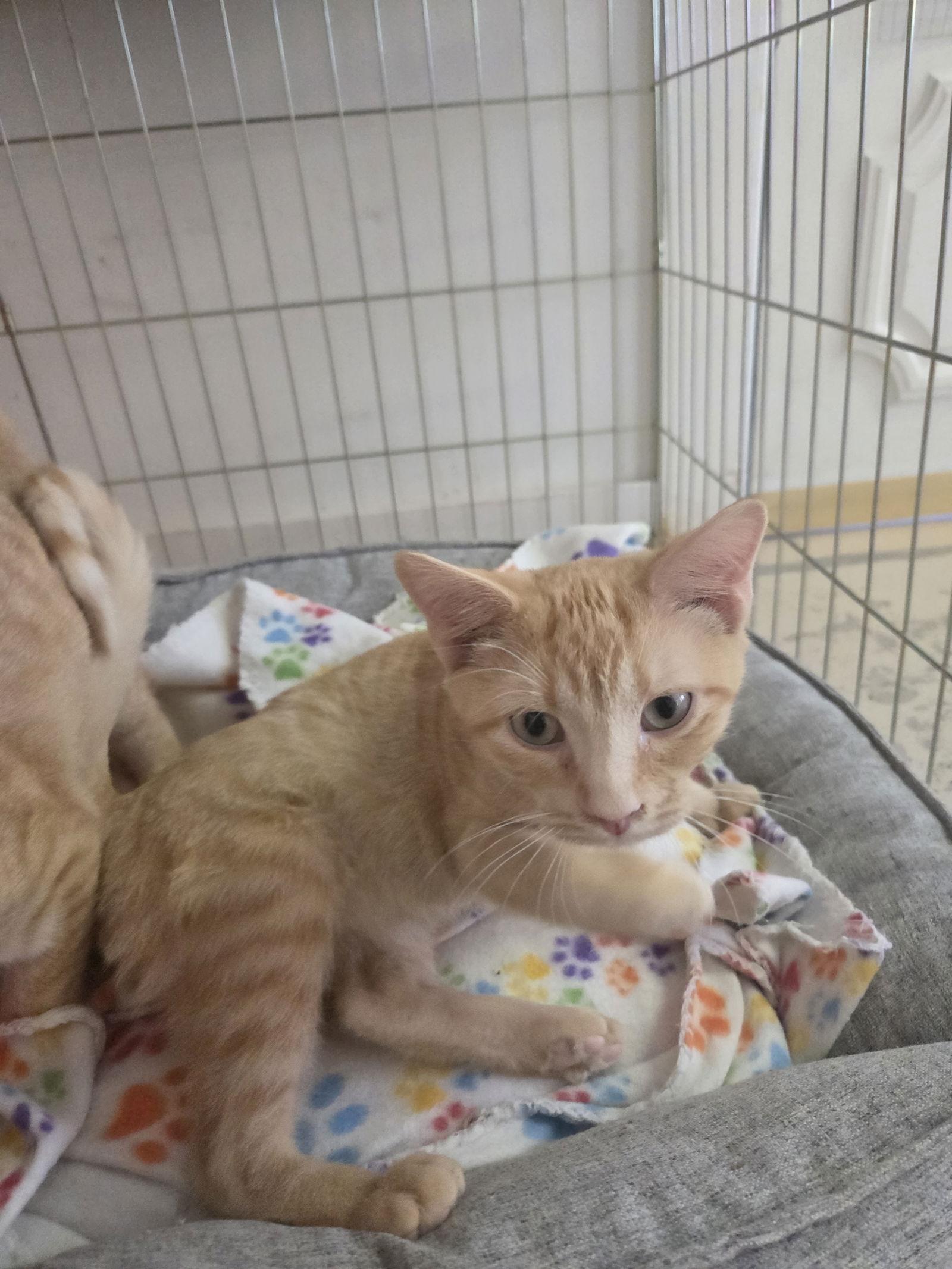 Enlarge Miles, a Adoptable Tabby in Flint Hill, VA image 3/3