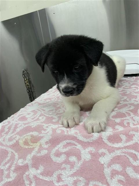 OLAF, Adoptable, Puppy Male Labrador Retriever & Husky.