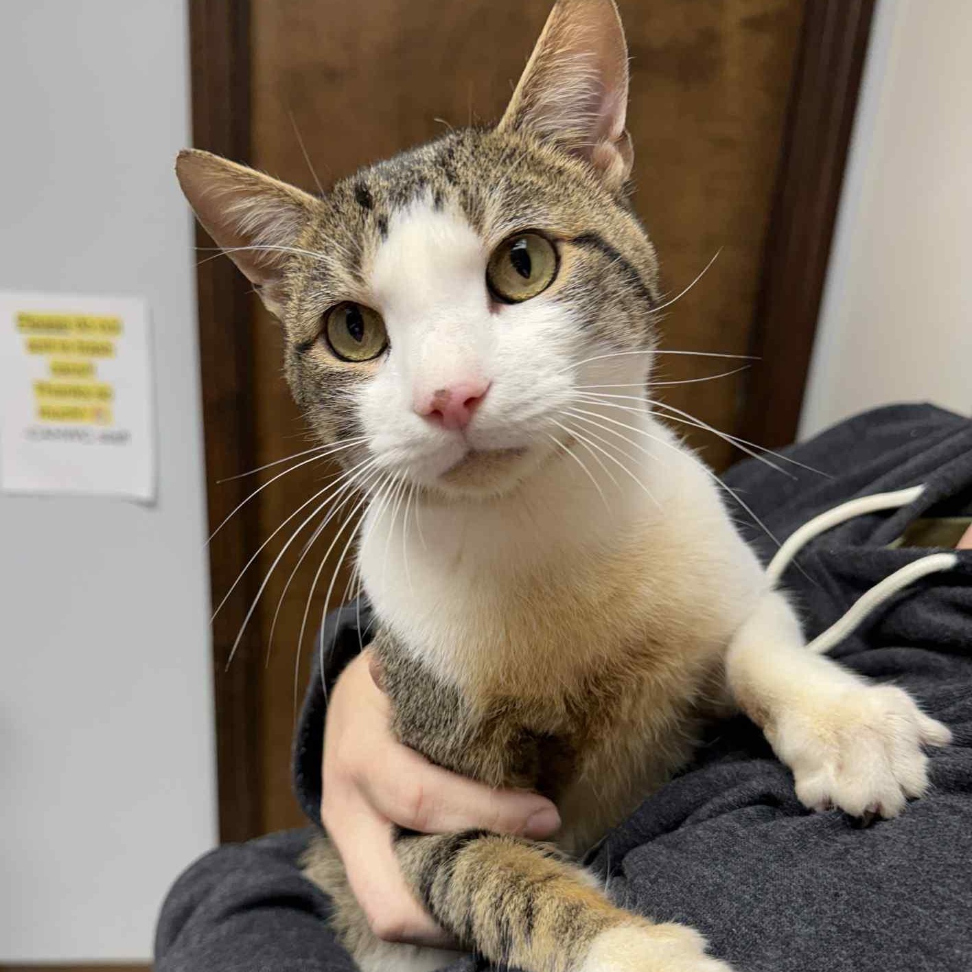 Enlarge Leo, a Adoptable Domestic Short Hair in Barbourville, KY image 3/6