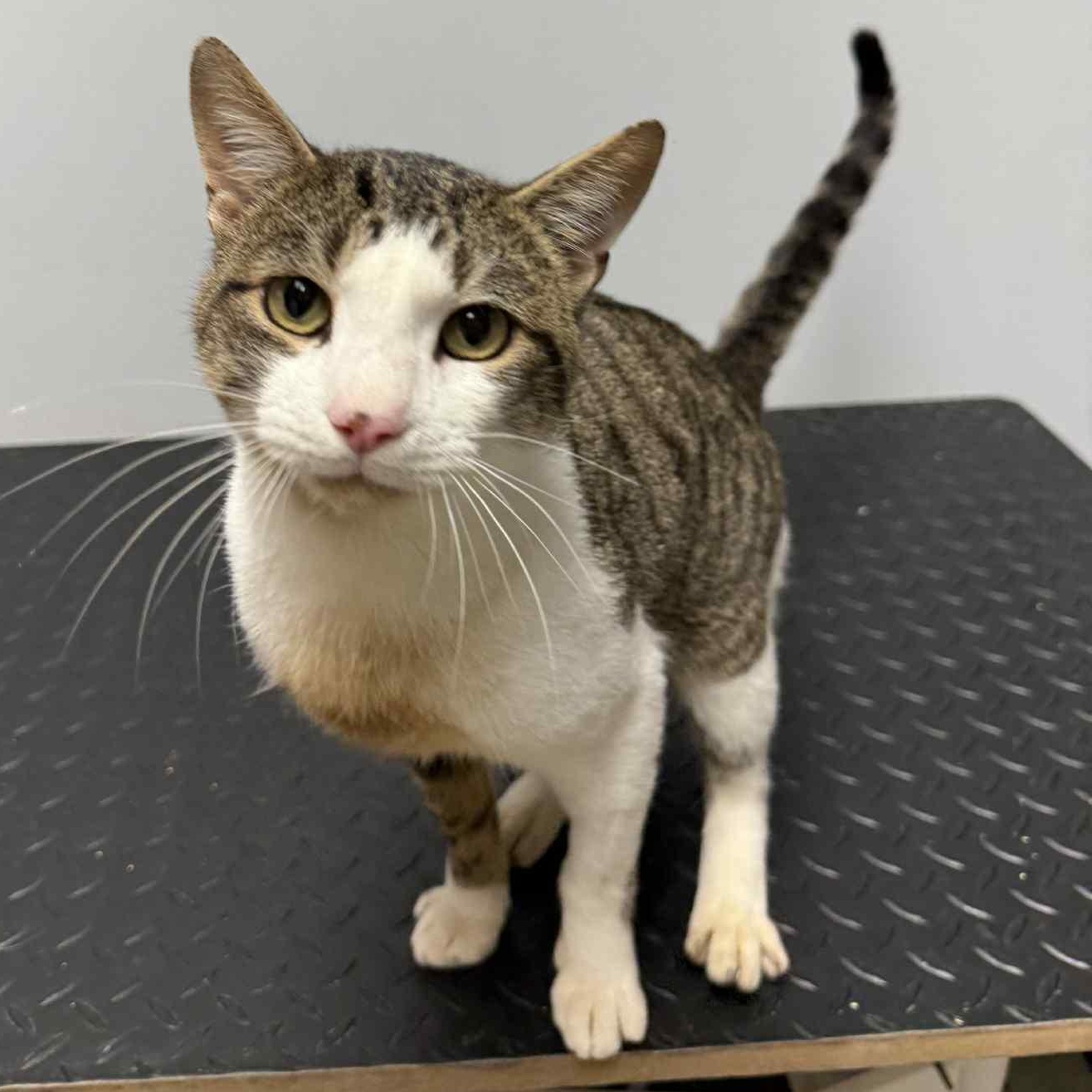 Enlarge Leo, a Adoptable Domestic Short Hair in Barbourville, KY image 6/6