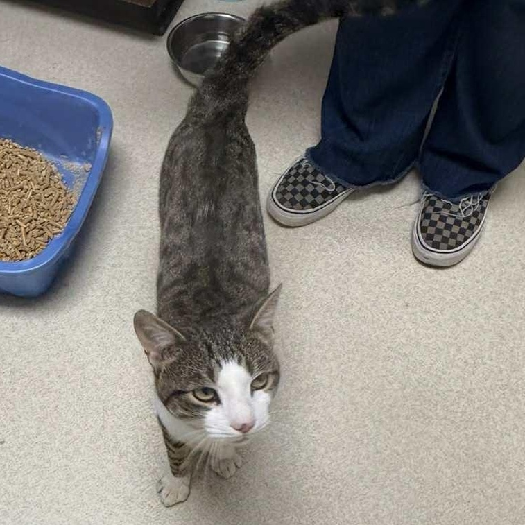 Enlarge Leo, a Adoptable Domestic Short Hair in Barbourville, KY image 5/6