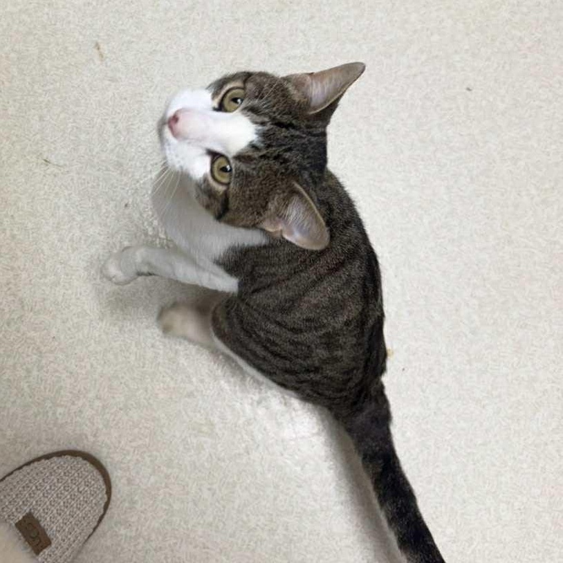 Enlarge Leo, a Adoptable Domestic Short Hair in Barbourville, KY image 4/6