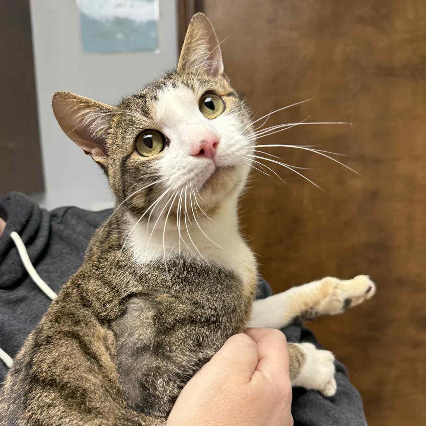 Enlarge Leo, a Adoptable Domestic Short Hair in Barbourville, KY image 1/6