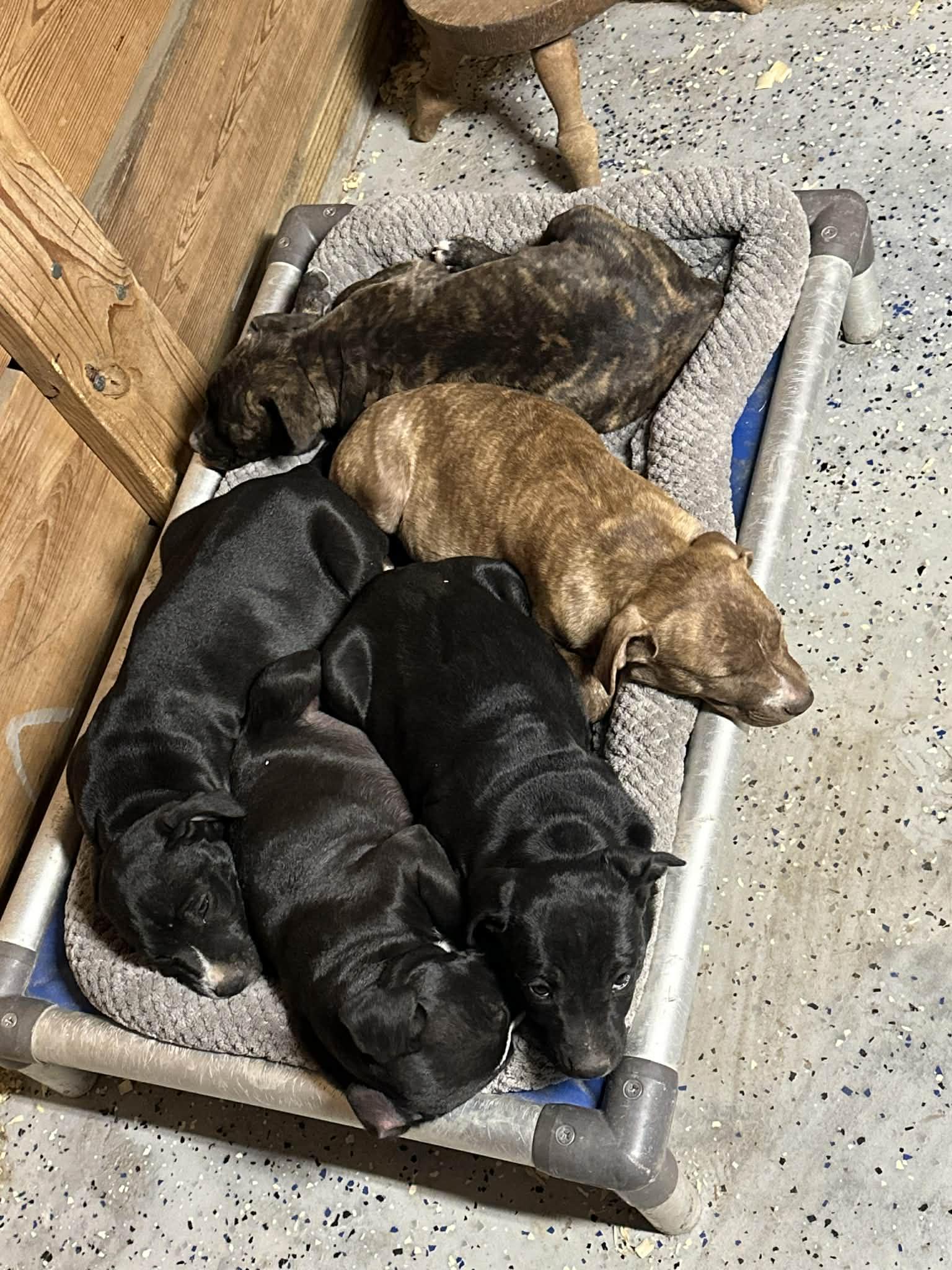 Enlarge Beatrix, an adopted mixed breed in Greenfield, MA image 5/6