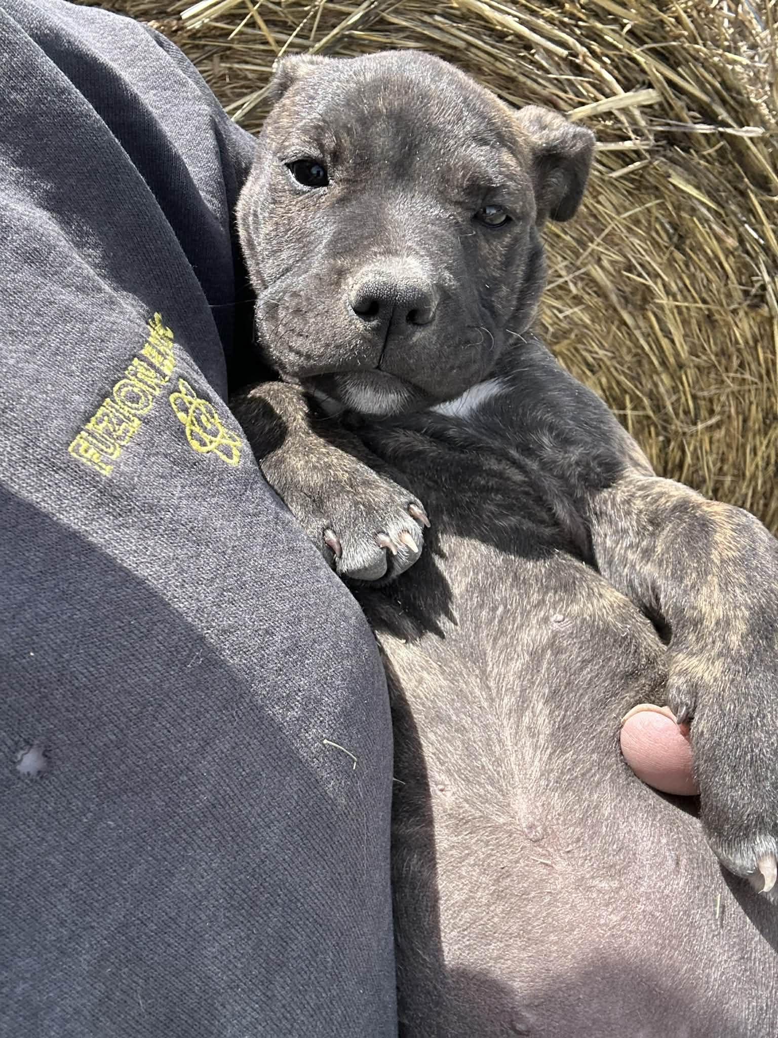 Enlarge Beatrix, an adopted mixed breed in Greenfield, MA image 6/6